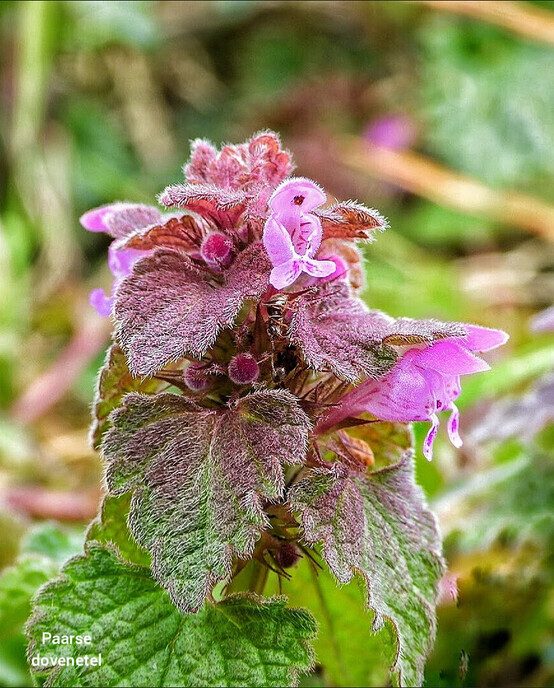 Bloemen maken je vrolijk - Foto: Femmie Smink