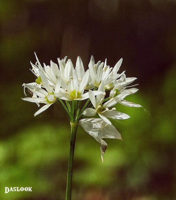 Omgeving Hulsterplas blijft prachtig - Foto: Femmie Smink