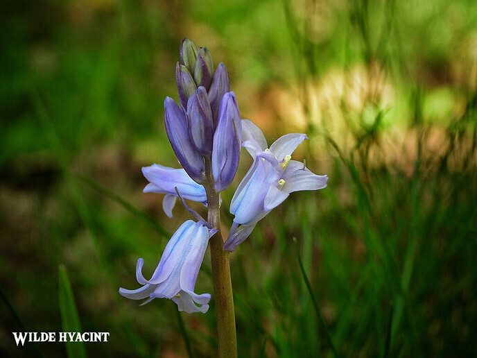 Omgeving Hulsterplas blijft prachtig - Foto: Femmie Smink
