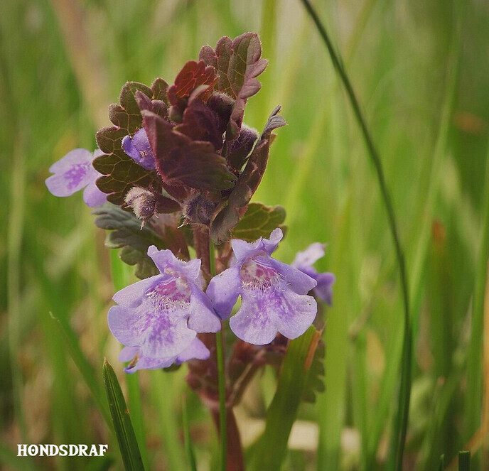 Omgeving Hulsterplas blijft prachtig - Foto: Femmie Smink
