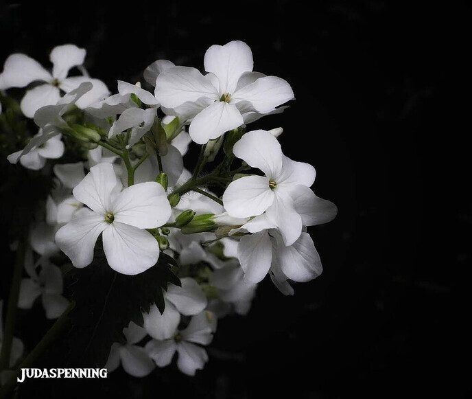 Omgeving Hulsterplas blijft prachtig - Foto: Femmie Smink