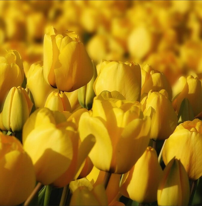 het koppen van tulpen - Foto: Femmie Smink