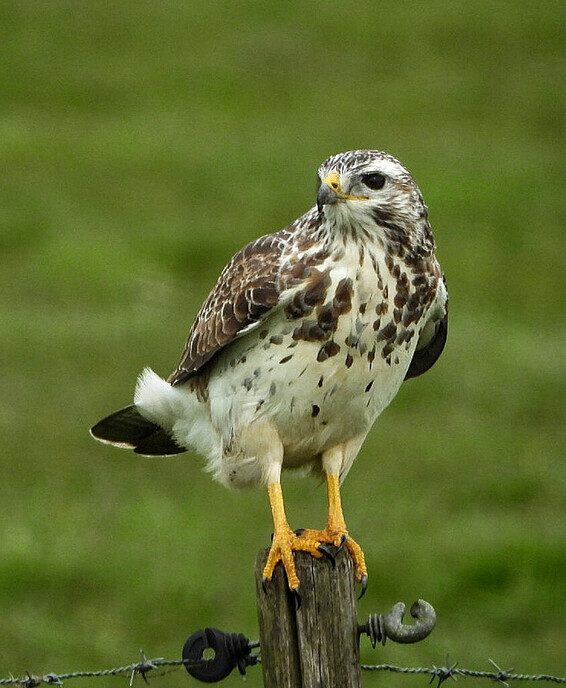 Natuurfotograaf was sneller dan de buizerd - Foto: Femmie Smink