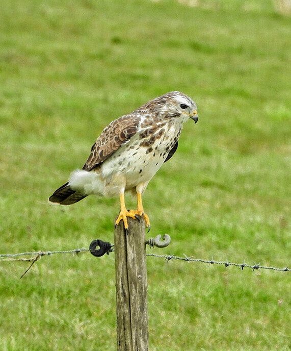 Natuurfotograaf was sneller dan de buizerd - Foto: Femmie Smink