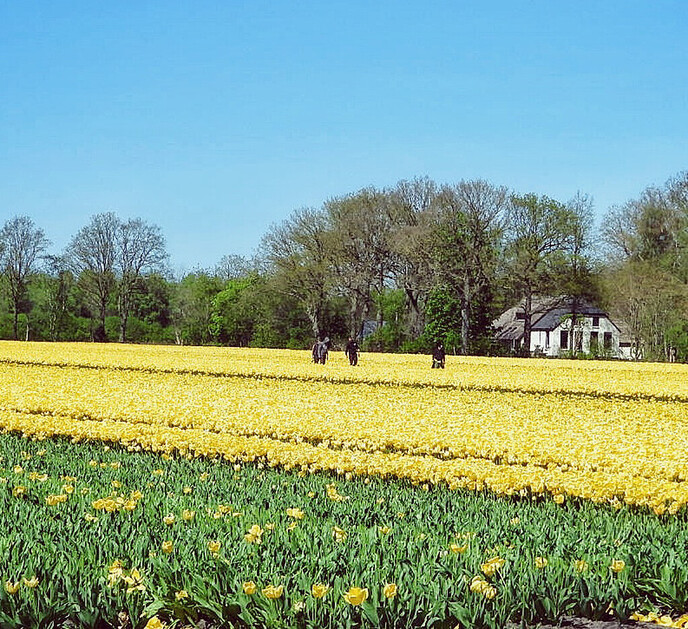 het koppen van tulpen - Foto: Femmie Smink