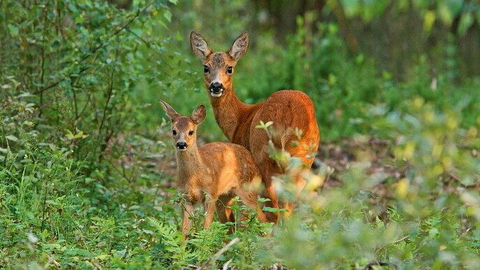 Boswachter: Geef jonge dieren rust