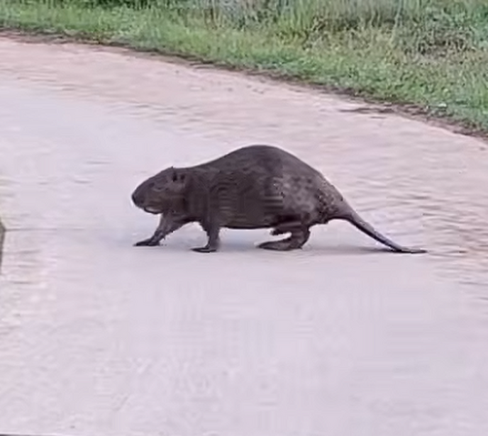 Nieuws uit de natuur in de buurt: bever met filmpjes hiervan
