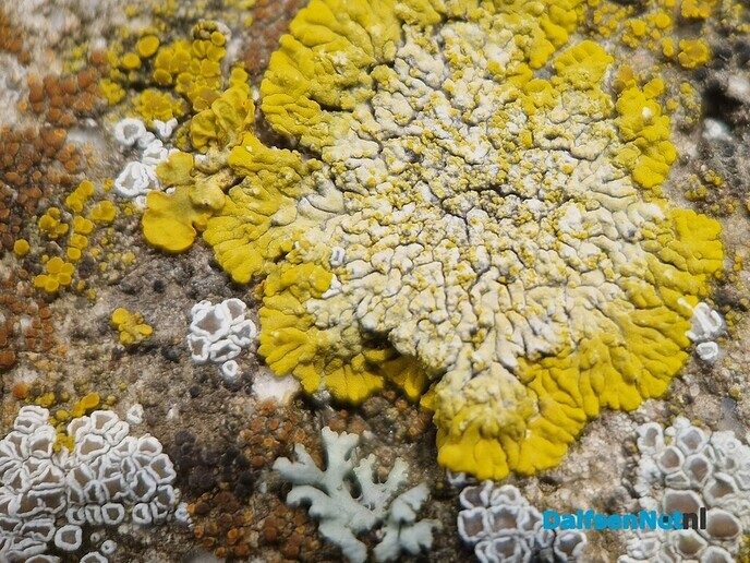 De wonderlijke wereld van de korstmossen - Foto: Ingezonden foto