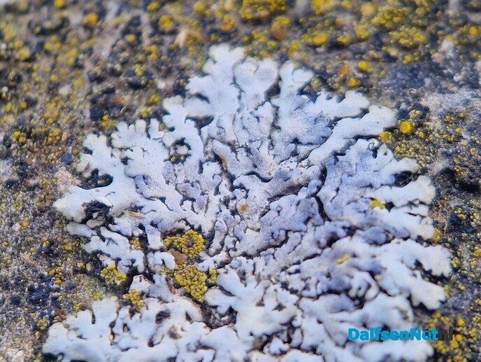 De wonderlijke wereld van de korstmossen - Foto: Ingezonden foto