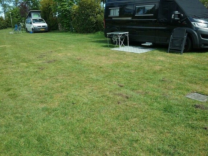 Woelende dassen ploegen campingveld deels om - Foto: Anton van de Stuwe
