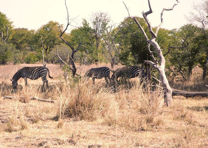 Anne Nijburg weer terug uit Zambia - Foto: Eigen geleverde foto
