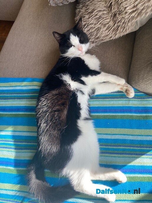Kat vermist (en weer terug) - Foto: Ingezonden foto