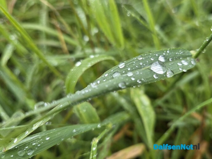 Dauwtrappen of regen trappen.. - Foto: Ingezonden foto