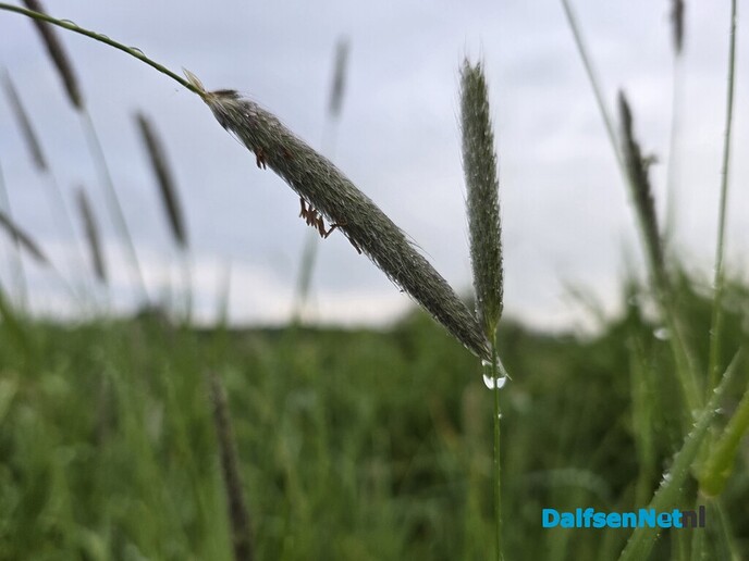 Dauwtrappen of regen trappen.. - Foto: Ingezonden foto