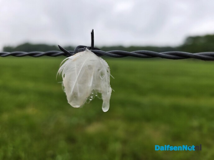 Dauwtrappen of regen trappen.. - Foto: Ingezonden foto