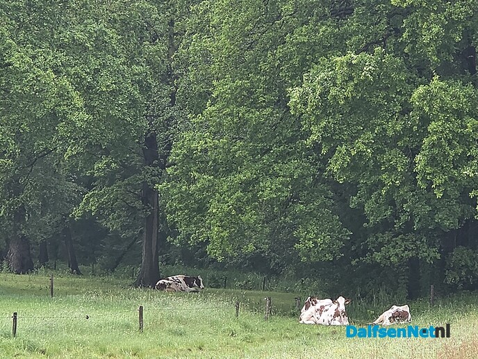 Dauwtrappen of regen trappen.. - Foto: Ingezonden foto