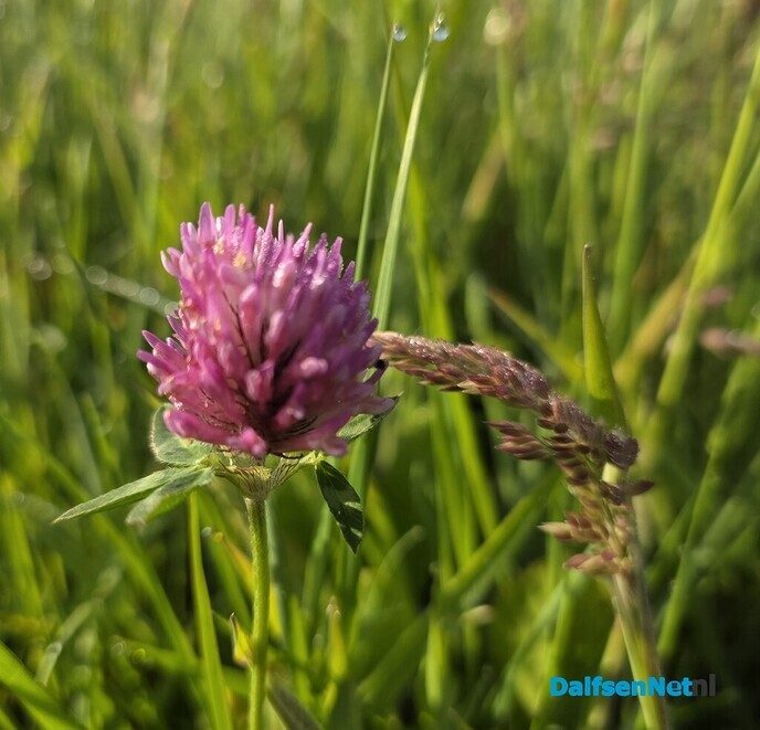 De natuur spreekt zonder woorden - Foto: Ingezonden foto