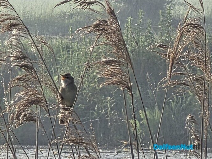 Bellingeweer, fun voor mens en dier - Foto: Ingezonden foto
