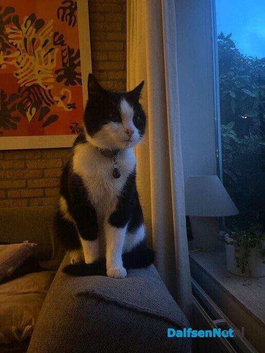 Kat vermist (en weer terug) - Foto: Ingezonden foto