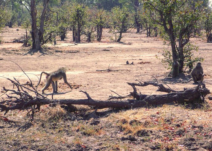 Anne Nijburg weer terug uit Zambia - Foto: Eigen geleverde foto