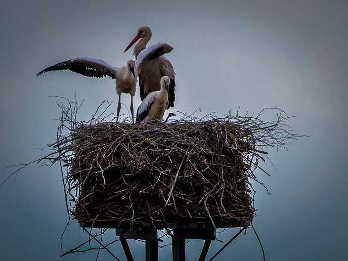 Vlieglessen - Foto: Ingezonden foto