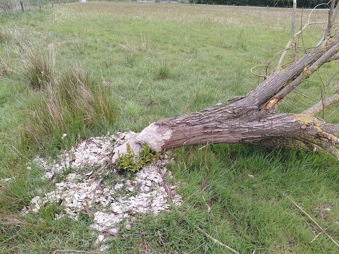 Echte “doorbijters” - Foto: Ingezonden foto