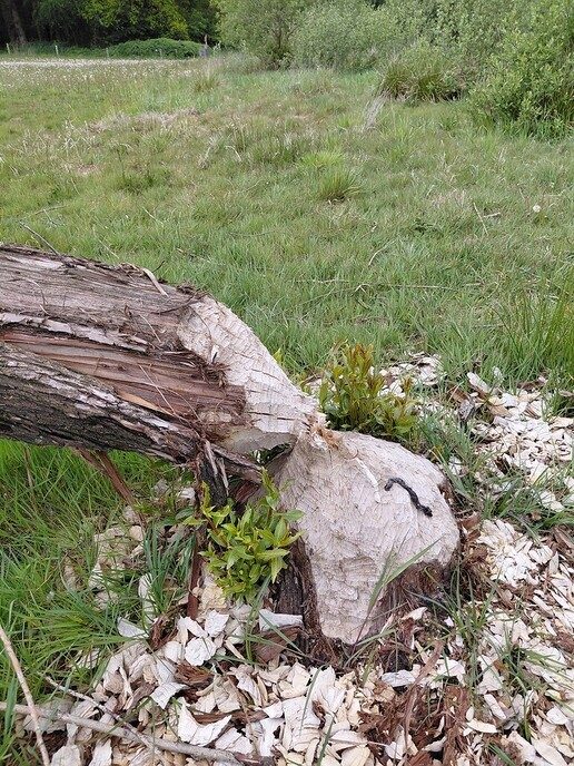 Echte “doorbijters” - Foto: Ingezonden foto