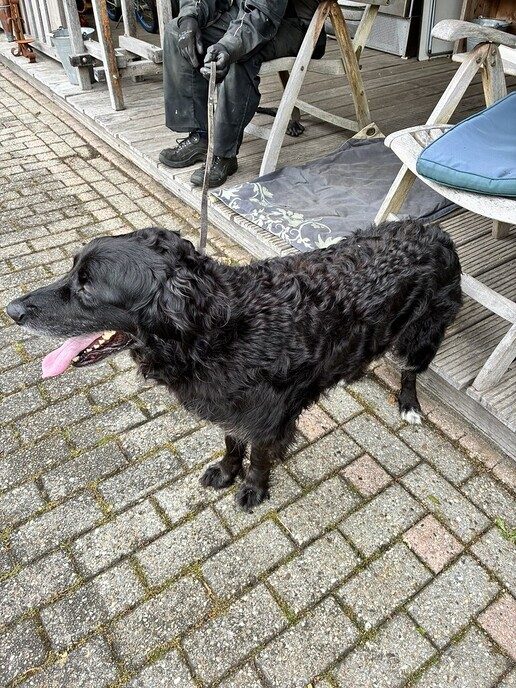 Deze hond is aankomen lopen (ondertussen weer thuis) - Foto: Ingezonden foto