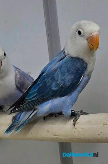 Ontsnapte agapornis - Foto: Ingezonden foto