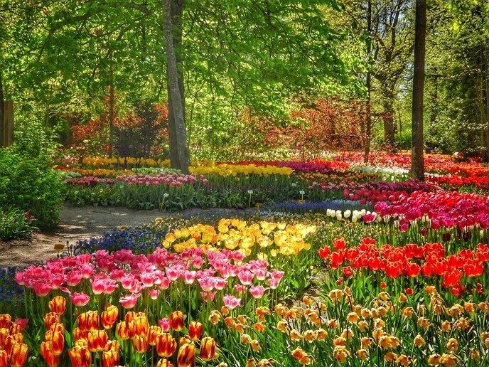 Er bestaat zelfs een tulpenpark