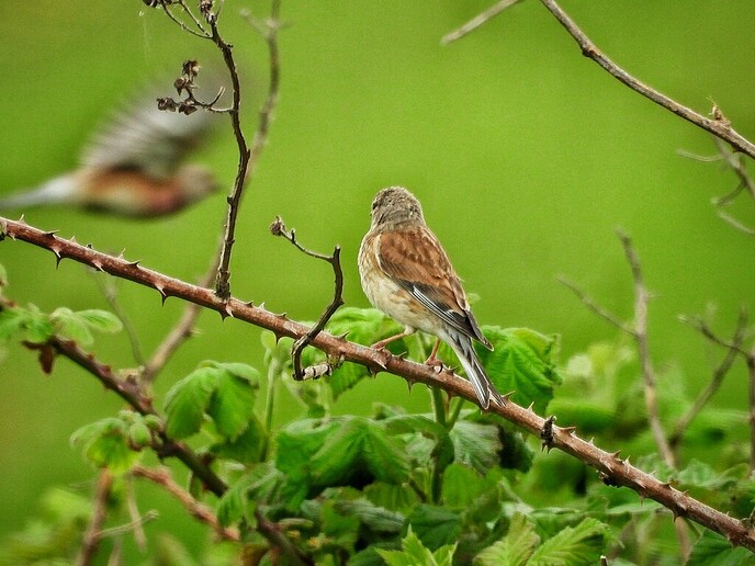 Femmie: Weer zo’n prachtig vogeltje: een kneu - Foto: Femmie Smink