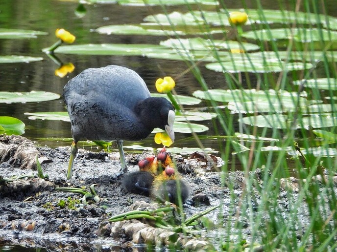 Heel bijzondere foto: meerkoet voedt haar kindjes