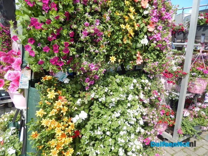 Welkoop zet de bloemetjes buiten - Foto: Willy