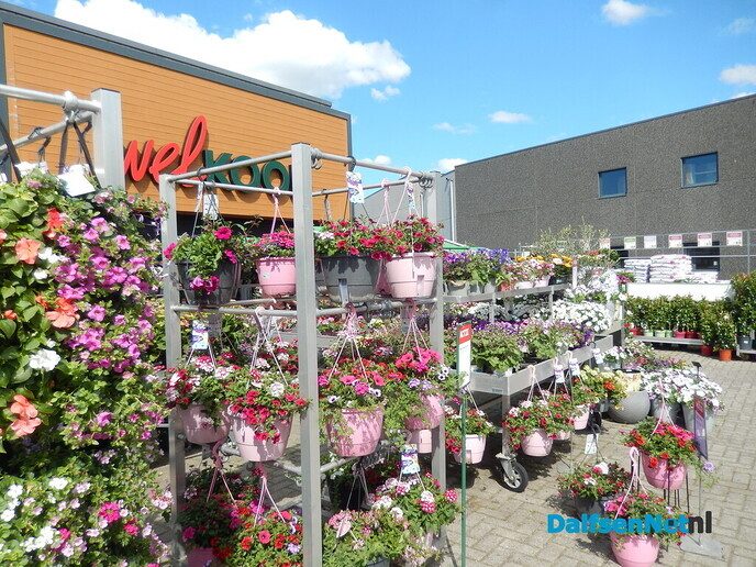 Welkoop zet de bloemetjes buiten - Foto: Willy