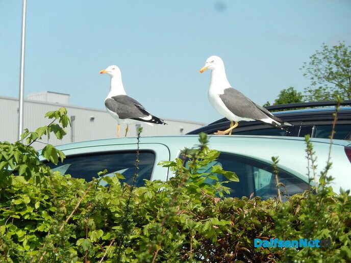 2 meeuwen op een luxe auto - Foto: Willy