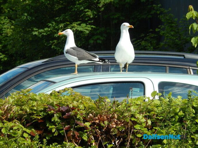 2 meeuwen op een luxe auto