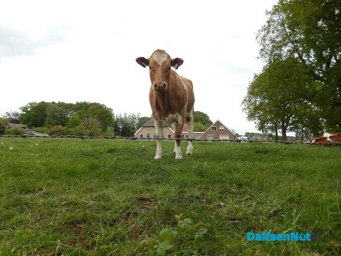 Echt mooi - Foto: Willy