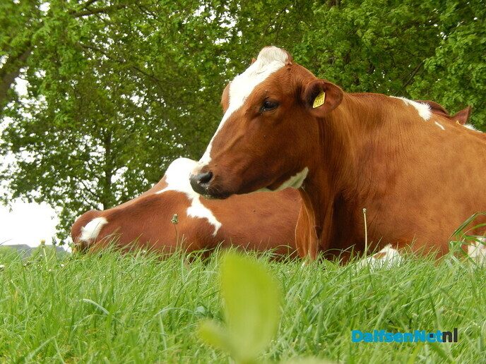 Echt mooi - Foto: Willy