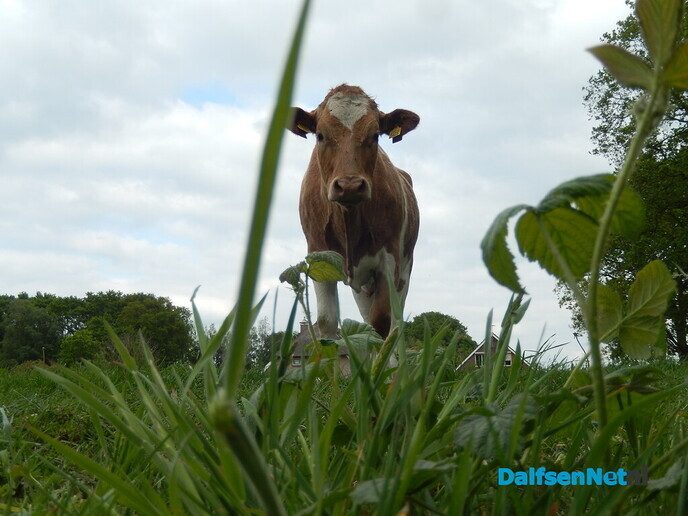Echt mooi - Foto: Willy