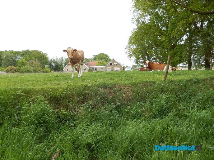 Echt mooi - Foto: Willy