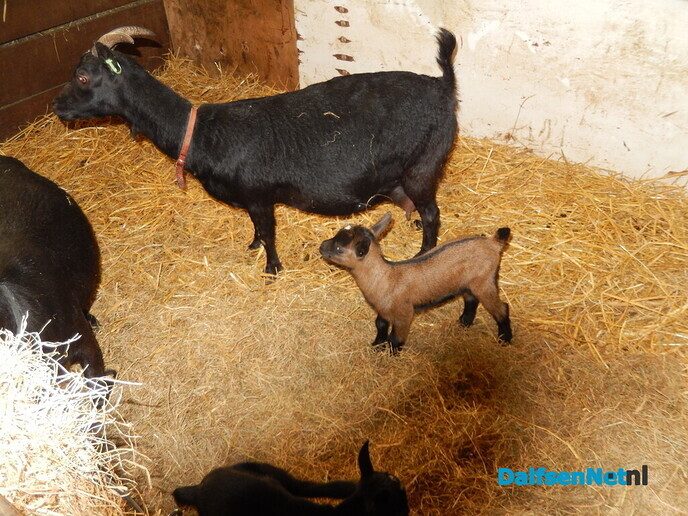 Boerenmarkt en openhuis Vechterweerd - Foto: Willy
