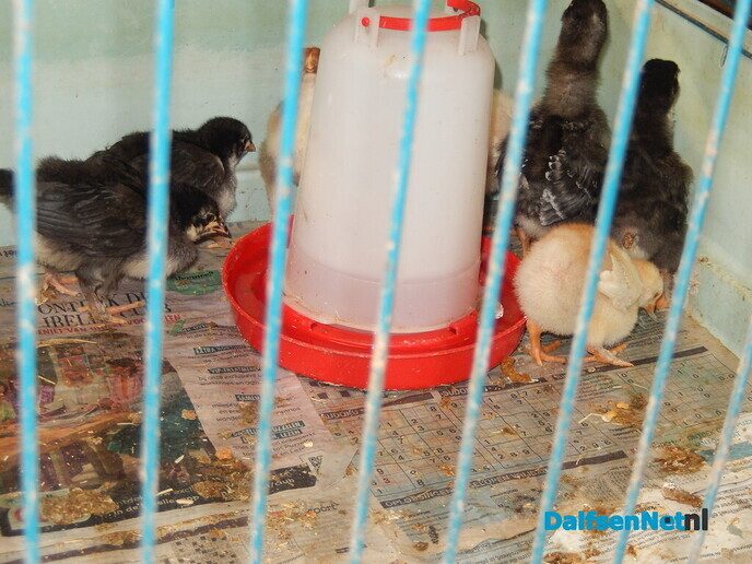 Boerenmarkt en openhuis Vechterweerd - Foto: Willy