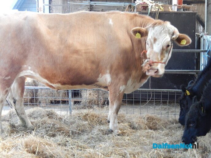 Boerenmarkt en openhuis Vechterweerd - Foto: Willy