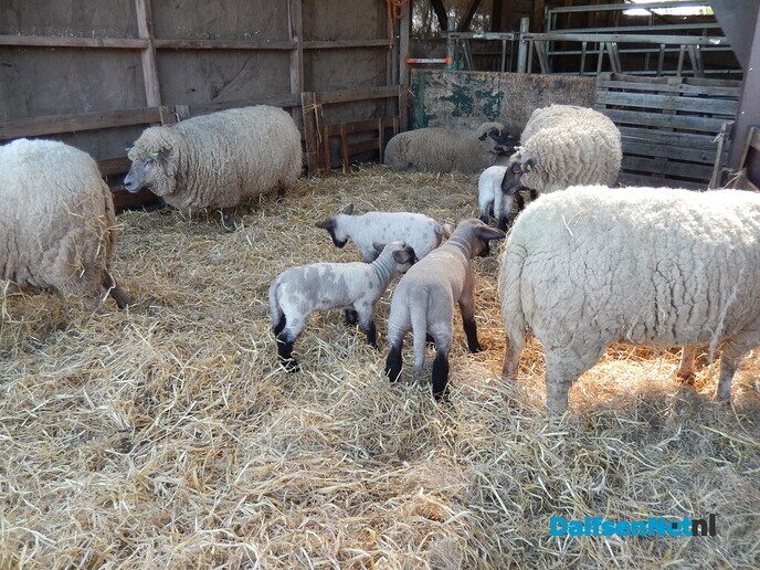 Boerenmarkt en openhuis Vechterweerd - Foto: Willy