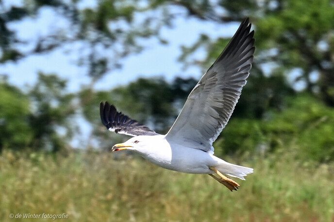 Foto’s van een schipper die Dalfsen aandeed - Foto: Ingezonden foto