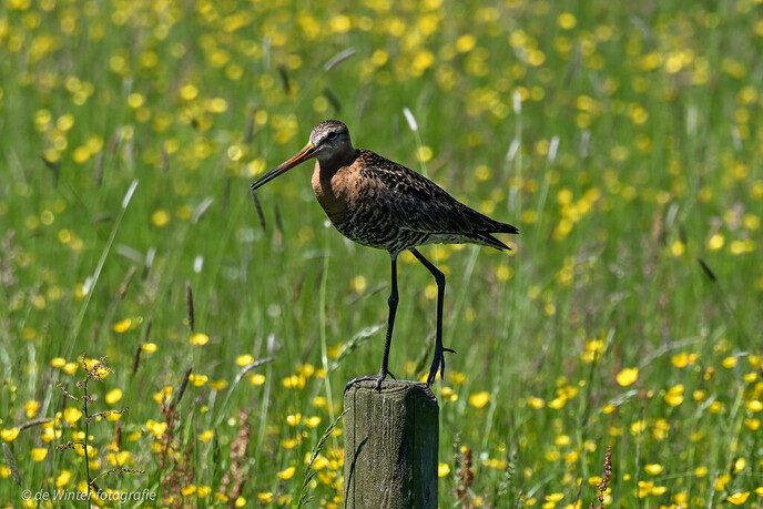 Foto’s van een schipper die Dalfsen aandeed - Foto: Ingezonden foto