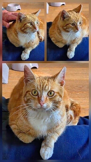 Rode kater gevonden - Foto: Ingezonden foto