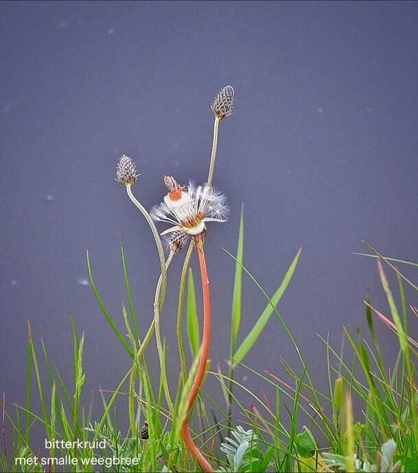 Deze bloemen kan je gewoon in de berm tegenkomen - Foto: Femmie Smink