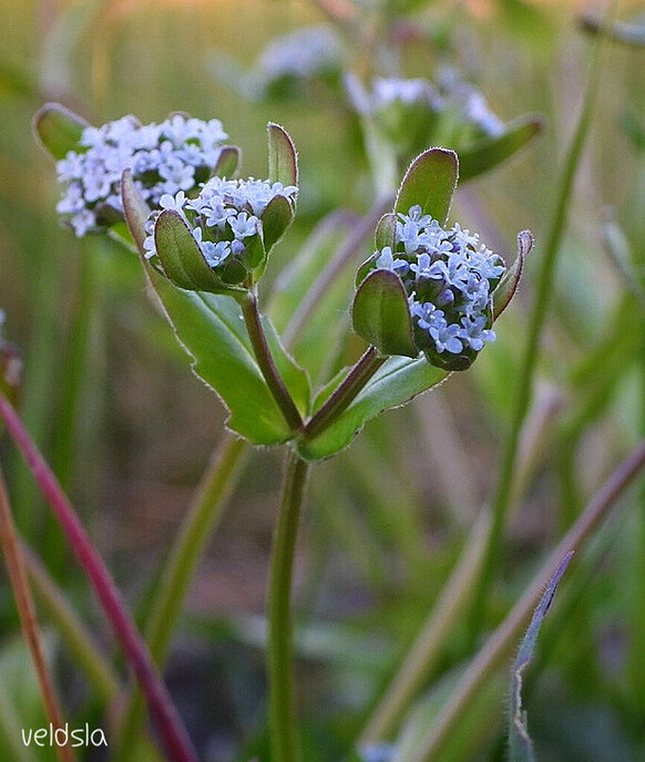Deze bloemen kan je gewoon in de berm tegenkomen - Foto: Femmie Smink