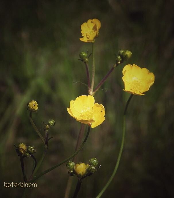Deze bloemen kan je gewoon in de berm tegenkomen - Foto: Femmie Smink